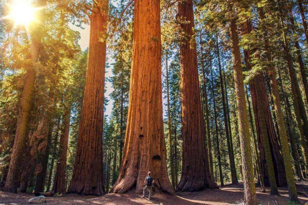 The Sequoia Hut! Villa Three Rivers Dış mekan fotoğraf